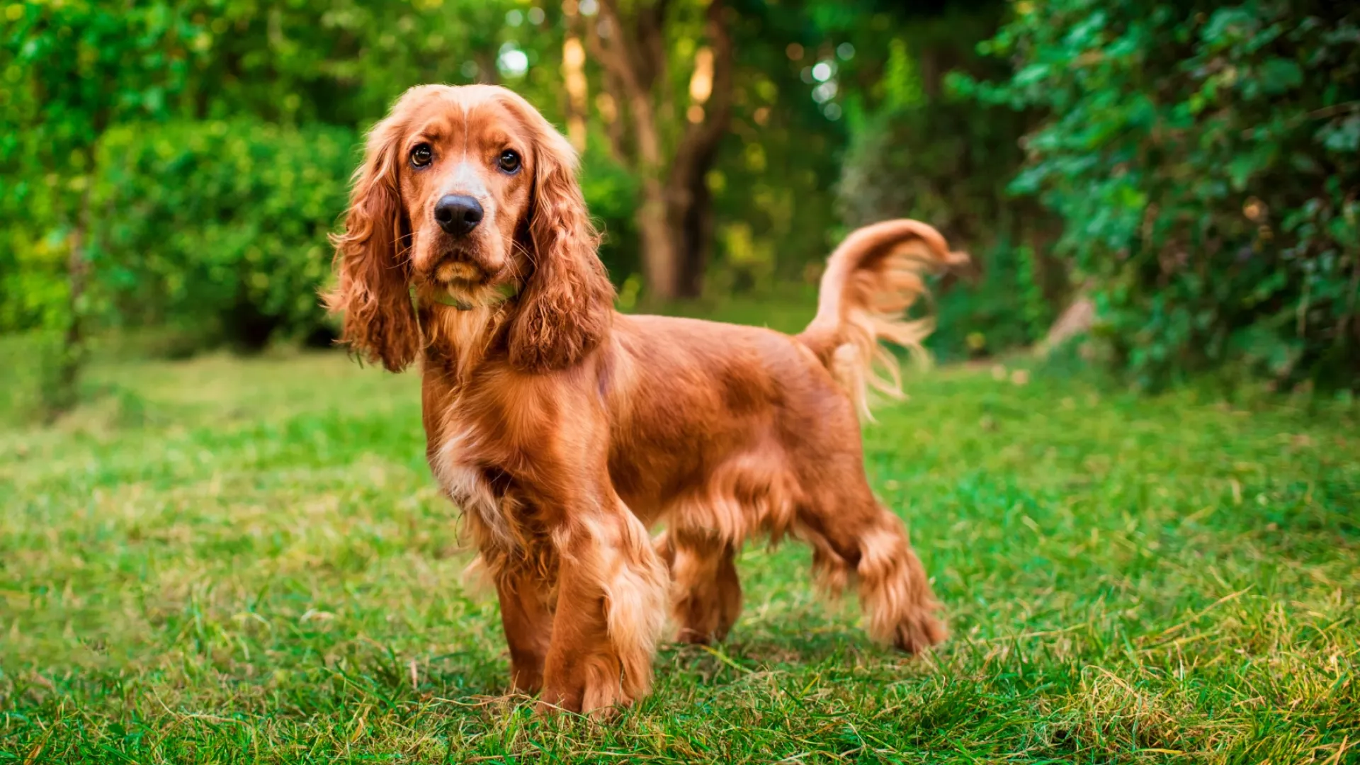 Spaniel (Cocker)